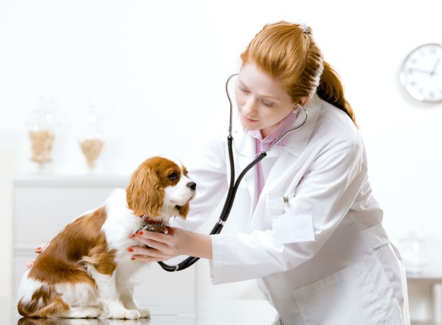 stress-free veterinary visit